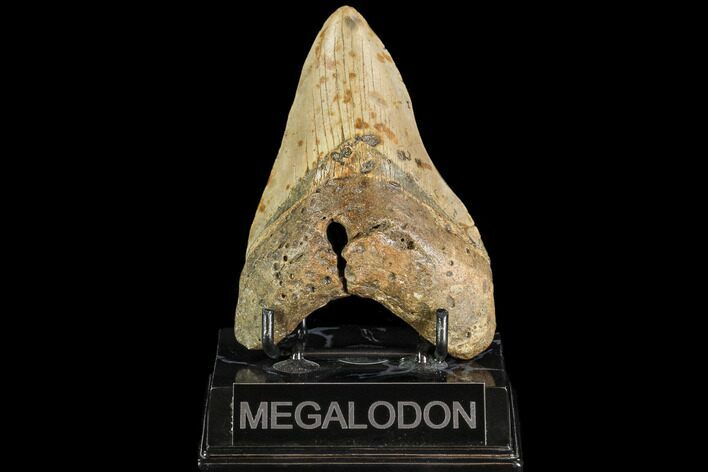 Fossil Megalodon Tooth - North Carolina #109553